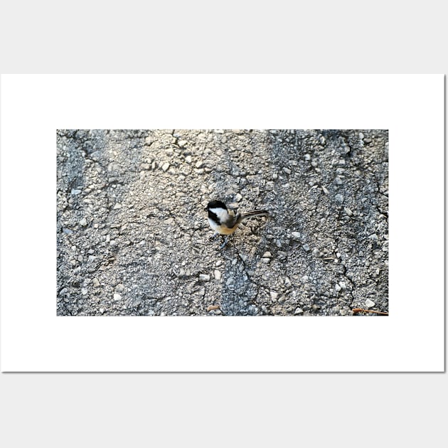 Black-capped Chickadee Below Me Waiting For a Snack Wall Art by BackyardBirder